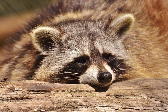 A lazy raccoon